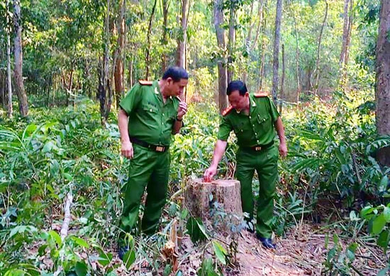 Gian nan giữ rừng trắc