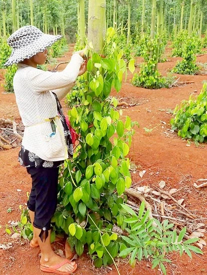 Kỳ lạ như hồ tiêu