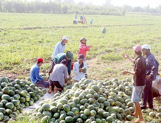 Chuyển lúa sang màu