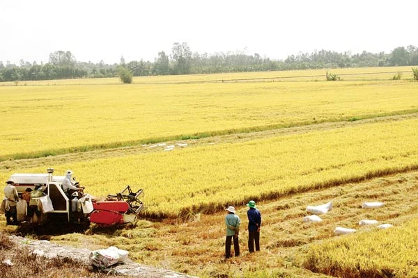 Ổn định nguồn nguyên liệu xuất khẩu nông thủy sản: Cần hệ thống canh tác thích ứng