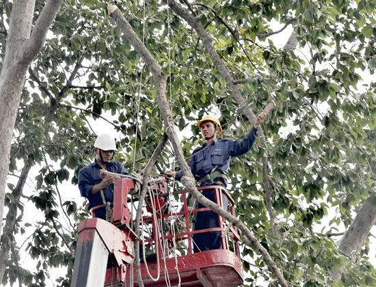 Tăng cường kiểm tra, xử lý sự cố cây xanh trong mùa mưa bão