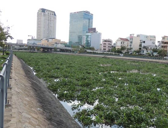 Lục bình tràn vào kênh Tàu Hủ