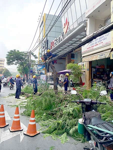 Vì sao đốn hạ cây còn xanh?