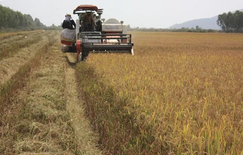 Chấn chỉnh việc cho thuê đất ở Tứ giác Long Xuyên