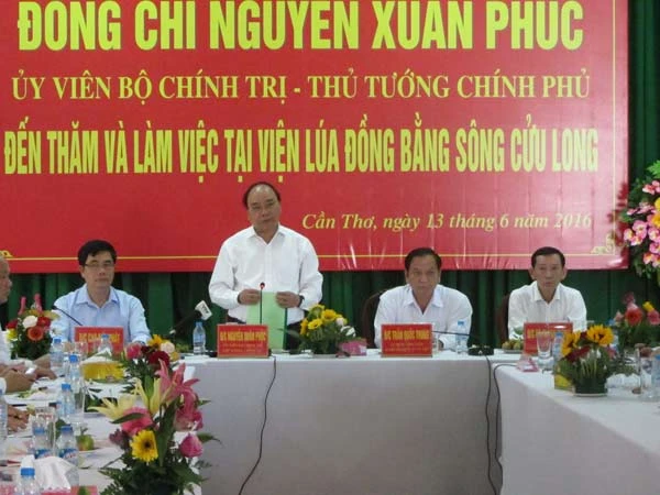 Thu nhập cán bộ trẻ tại Viện Lúa ĐBSCL chỉ hơn 4 triệu đồng/tháng