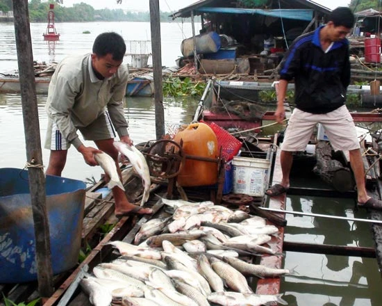 Vụ cá chết do xả thải ở Bà Rịa - Vũng Tàu: Tòa án nhận đủ đơn kiện của 33 hộ dân