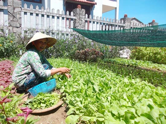 Làng quê “nguyên vẹn” giữa phố Hội An