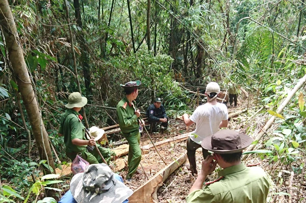 Khởi tố vụ án phá rừng giáp ranh Lâm Đồng