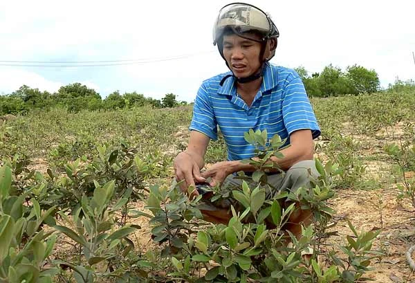 Người buôn màu tím hoa sim