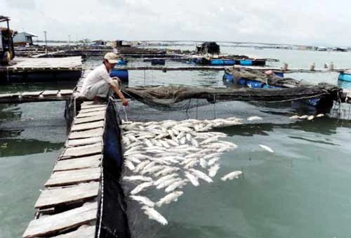 Ngư dân không đồng ý cách bồi thường của doanh nghiệp