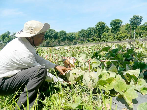 Dưa lưới bỏ thối ngoài đồng