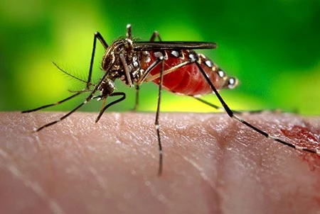 Mỹ ban bố tình trạng y tế khẩn cấp về virus Zika tại Puerto Rico