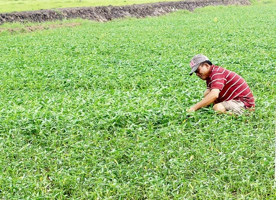 Đẩy lùi rau muống bẩn