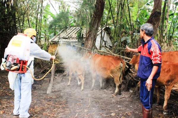 Xuất hiện dịch bệnh lở mồm long móng trên đàn gia súc ở Quảng Trị