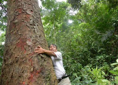 30 năm gìn giữ rừng lim