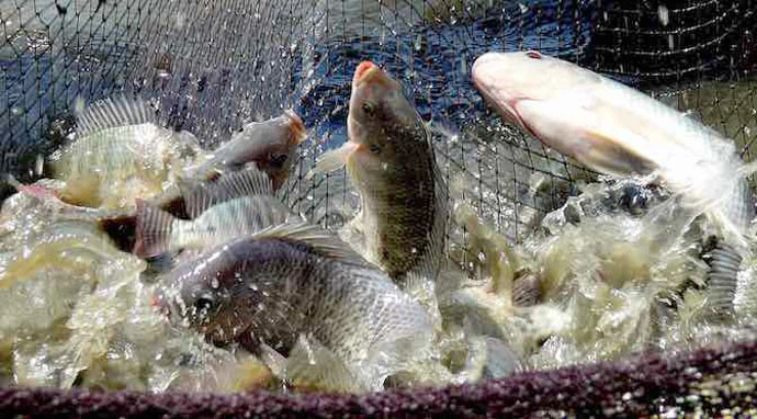 Bị nhiễm độc khi ăn cá rô phi: Thiếu khoa học và phi thực tế