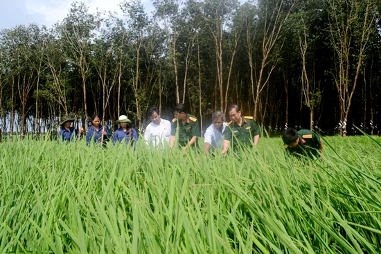 Dân mượn đất, lúa đầy kho