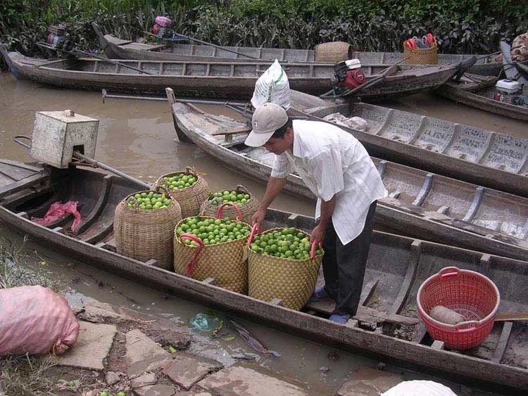 Chanh Cao Lãnh được chứng nhận nhãn hiệu hàng hóa