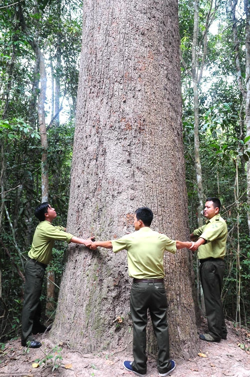 Công nhận 2 cây di sản Việt Nam tại Vườn Quốc gia Lò Gò - Xa Mát