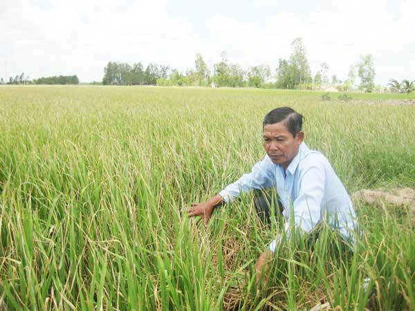 Lúa thu đông sớm ở ĐBSCL mất mùa, mất giá