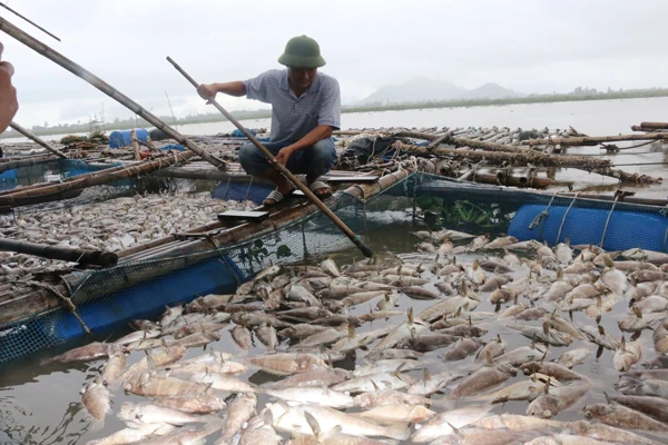 Hàng tấn cá và hàu nuôi trên sông Cửa Sót chết hàng loạt