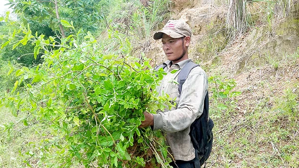 Lùng mua… cỏ dại