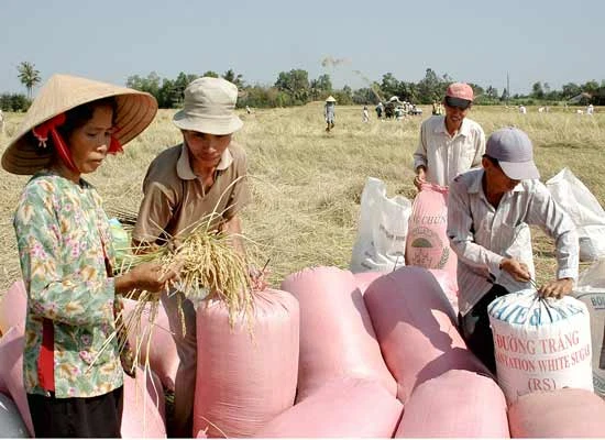 Long An phát triển chuỗi thực phẩm an toàn cung ứng cho TPHCM