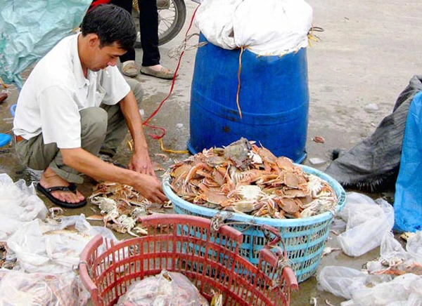 Hải sản sống ở tầng nổi tại khu vực biển miền Trung an toàn để làm thực phẩm