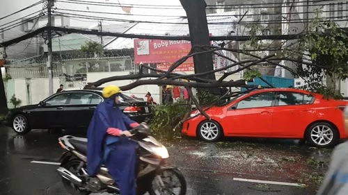 Cây xanh gãy đè nhiều ô tô trong mưa