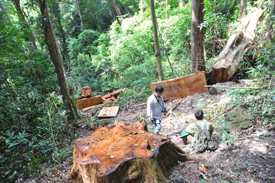 Để lâm tặc khai thác gỗ, hai cán bộ bảo vệ rừng bị kiểm điểm