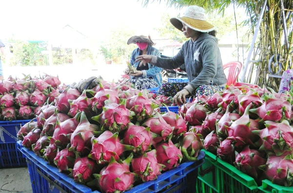 Xử phạt 2 thương lái Trung Quốc kinh doanh nông sản trái phép