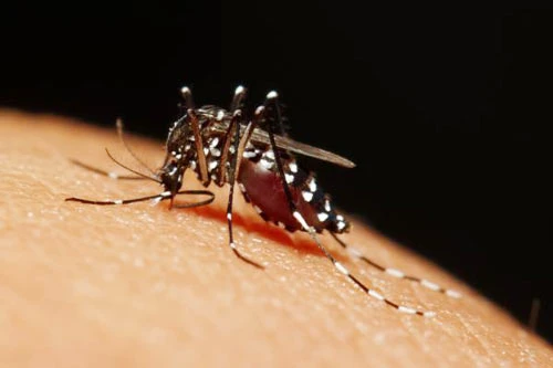 Virus Zika đã xuất hiện tại 73 nước và vùng lãnh thổ