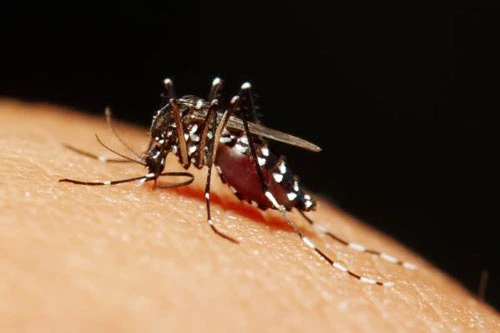 Thêm 2 trường hợp nhiễm virus Zika