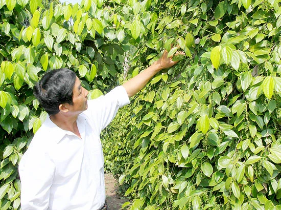 Lừa đảo trong mua bán quốc tế ngày càng gia tăng