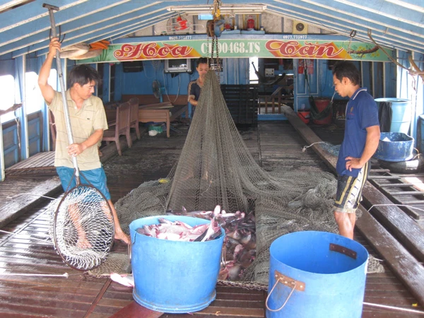 Giá cá tra tăng trở lại