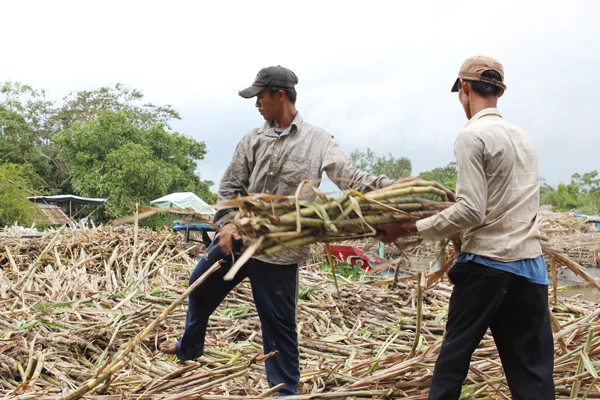 Thiếu nguyên liệu, nông dân “neo mía làm giá”