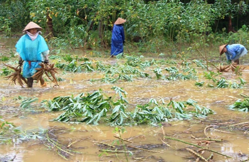 Bì bõm nhổ sắn chạy lũ