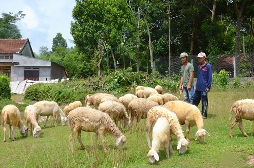 Bỏ phố về quê nuôi cừu