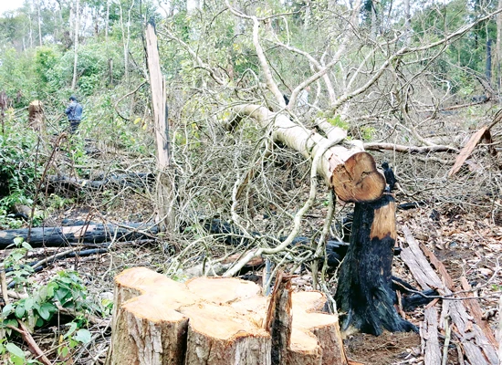 3 bảo vệ rừng ở Đắk Nông bị bắn chết