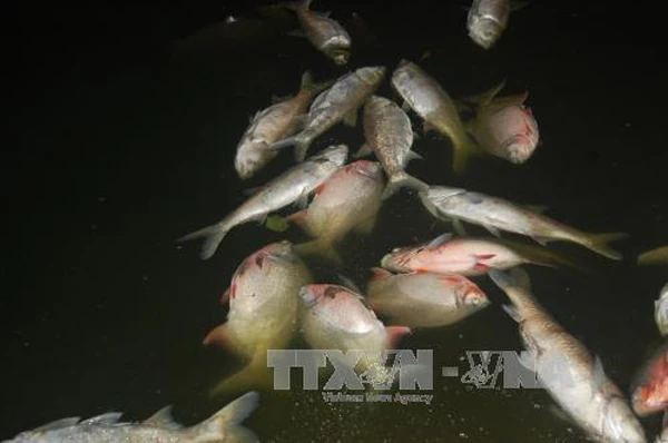 Vụ cá chết tại hồ Linh Đàm, Hà Nội: Nguồn nước không bị ô nhiễm