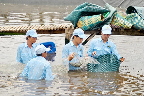 Bạc Liêu hướng đến “thủ phủ” tôm công nghiệp