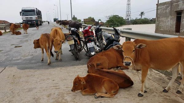 Quảng Bình, Hà Tĩnh: Mưa to trên diện rộng, nhiều xã bị chia cắt