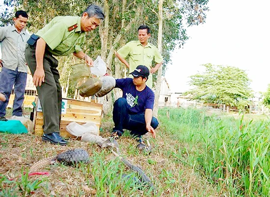 Báo động nạn săn bắt động vật hoang dã ở rừng U Minh