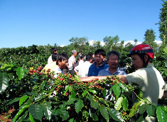 Hồi sinh thương hiệu cà phê Khe Sanh