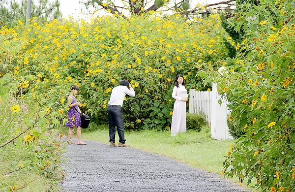 Những điểm đến mùa “săn” hoa