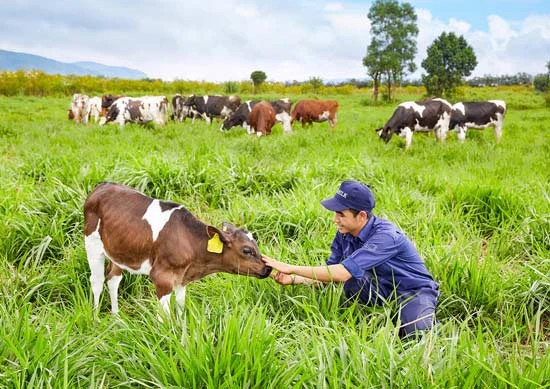 Trang trại bò sữa Organic đầu tiên tại Việt Nam đạt chuẩn châu Âu