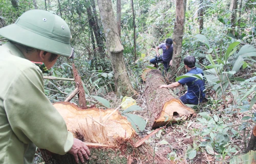 Vụ phá rừng Pơmu ở Quảng Nam: Kỷ luật hàng loạt đảng viên vi phạm