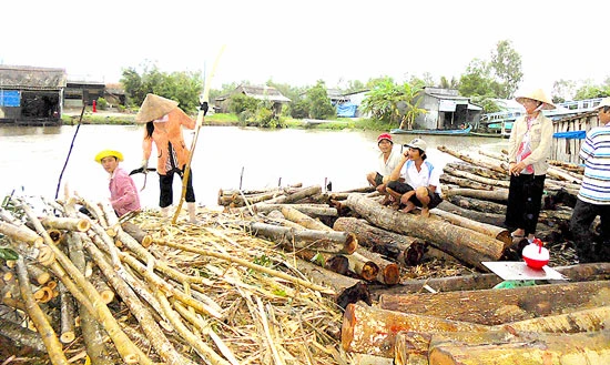 Cà Mau phát triển mạnh cây keo lai