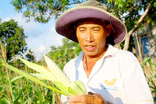 Trồng bắp hỗ trợ, khổ… thấy sợ