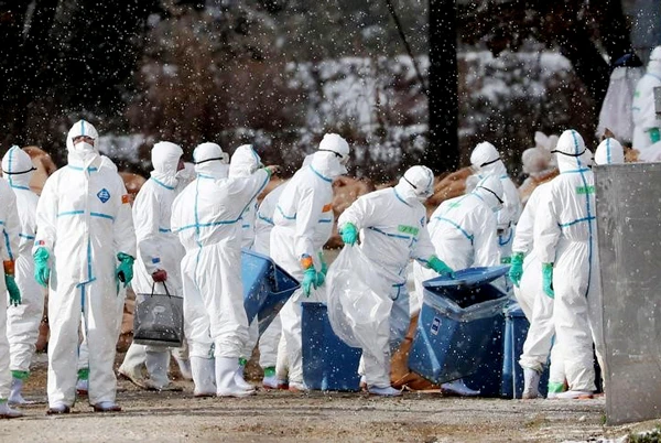 Phát hiện cúm gia cầm, Nhật Bản tiêu hủy 330.000 con gà vịt